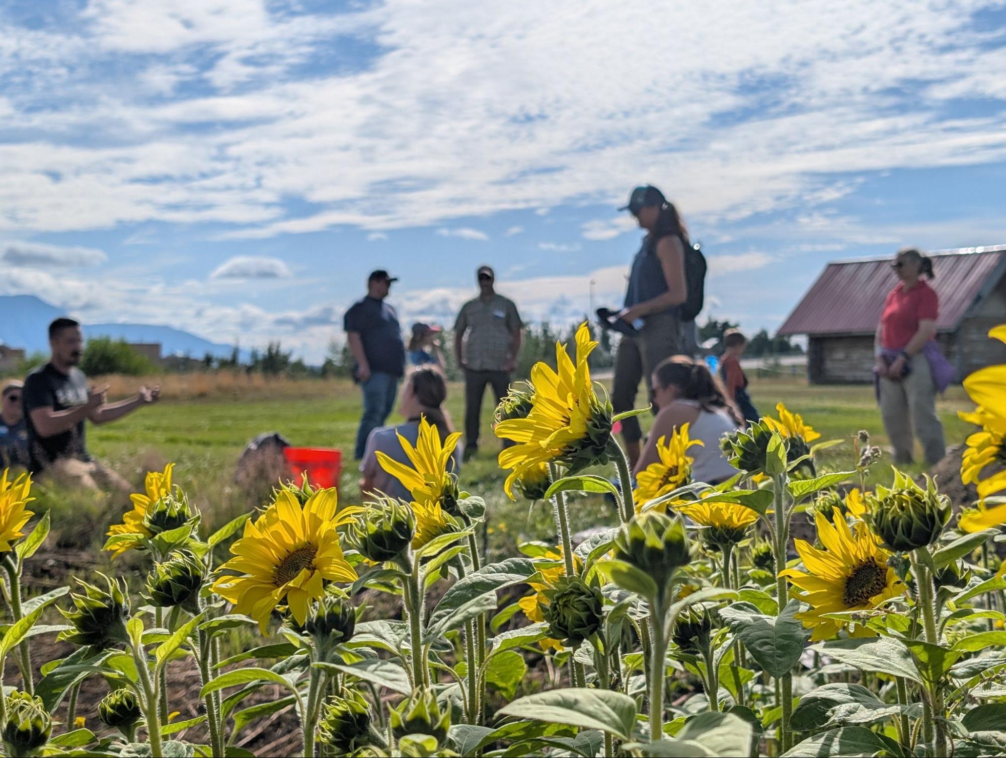 Bright yellow sunflowers flank a farm field with people walking past in the background.