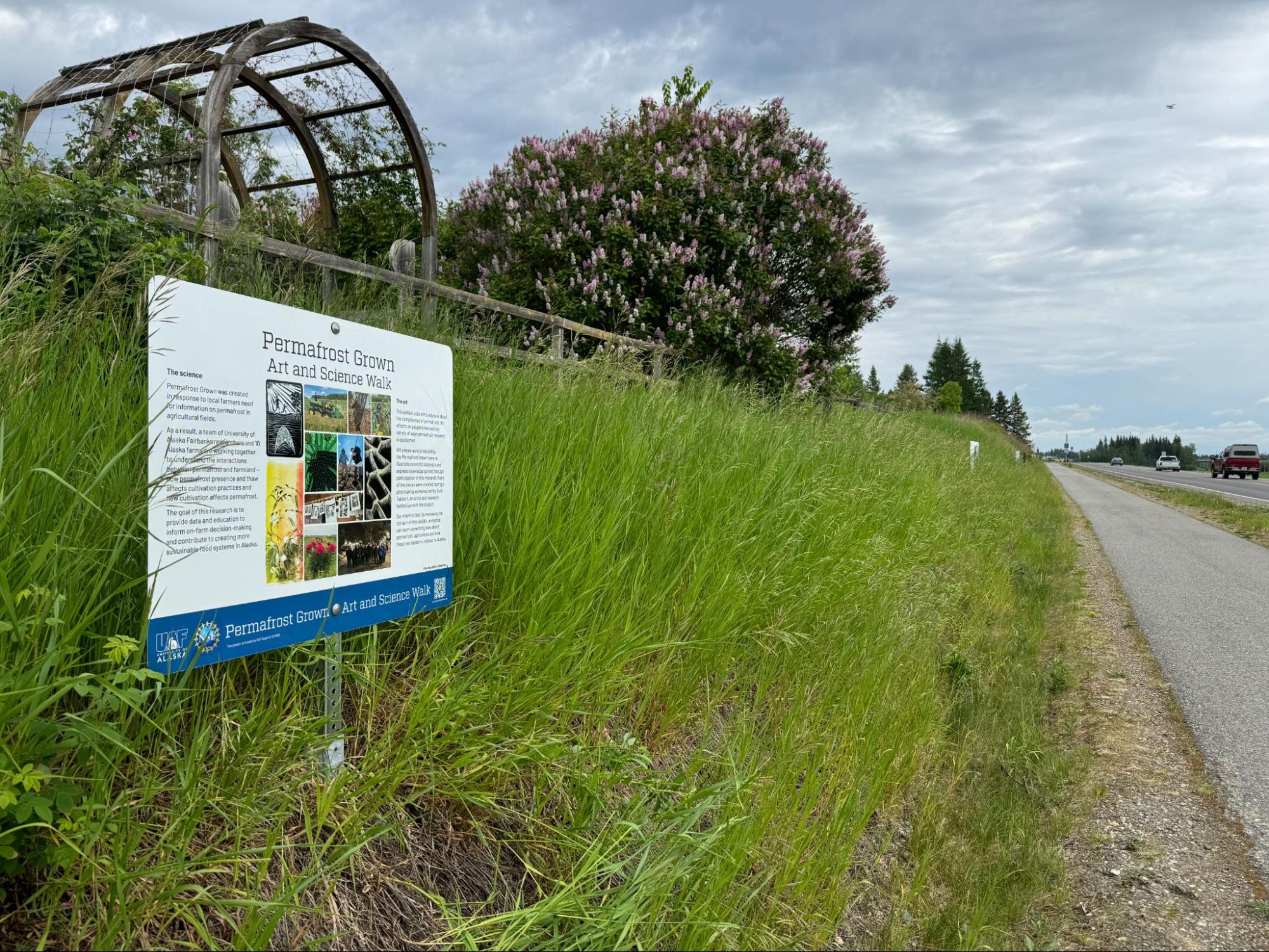 An exhibit titled Permafrost Grown art walk is seen on a grassy bank next to a sidewalk