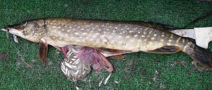 A northern pike is cut open to show its stomach is full of juvenile salmonids