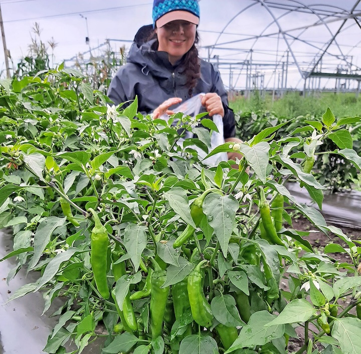 A woman wearing raingear, Glenna Gannon, harvests long green peppers from a row of healthy plants.