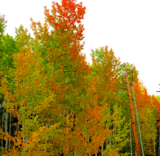 Trees with colorful leaves