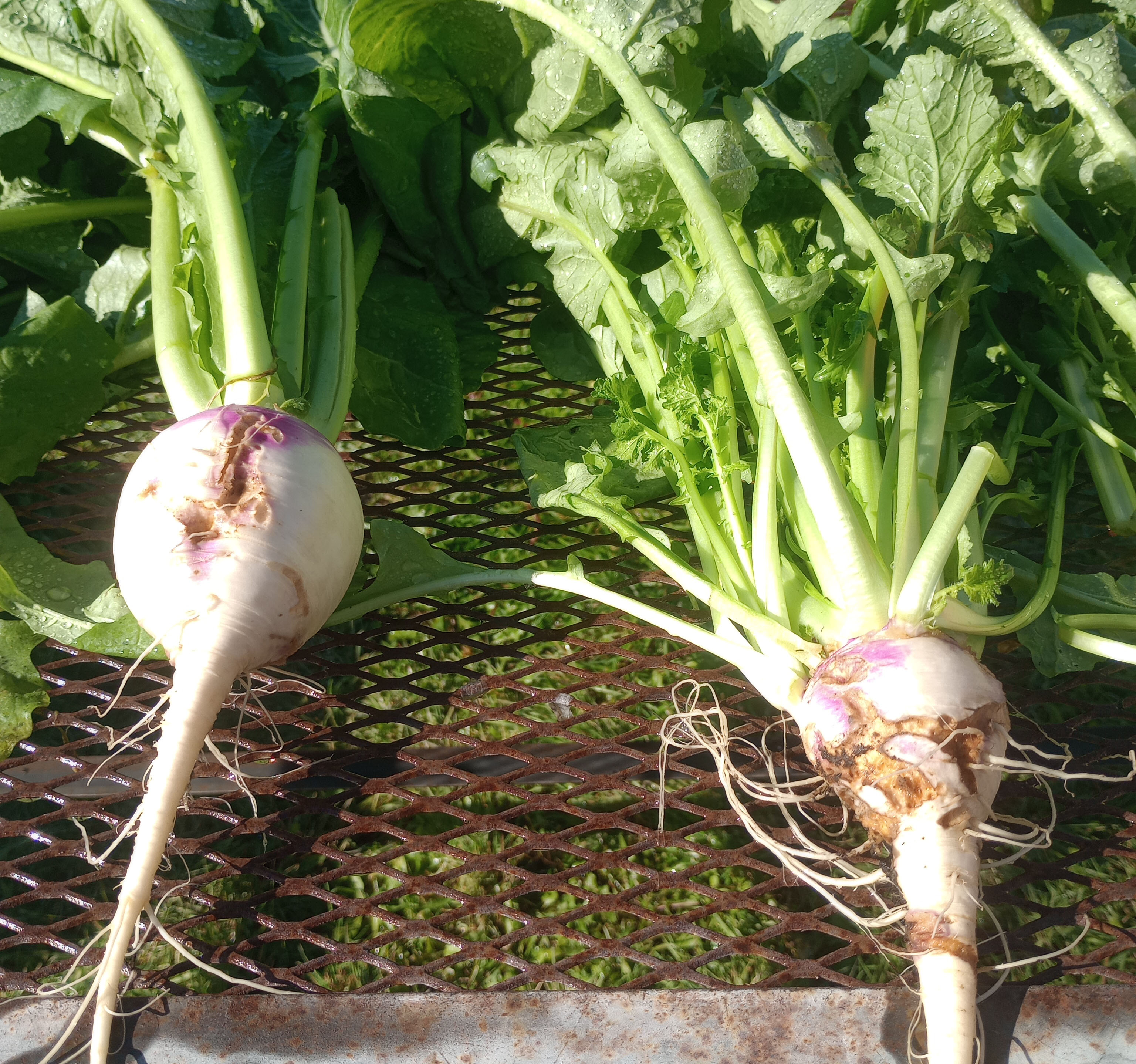 Tunnels left by root maggots are shown on fresh turnips