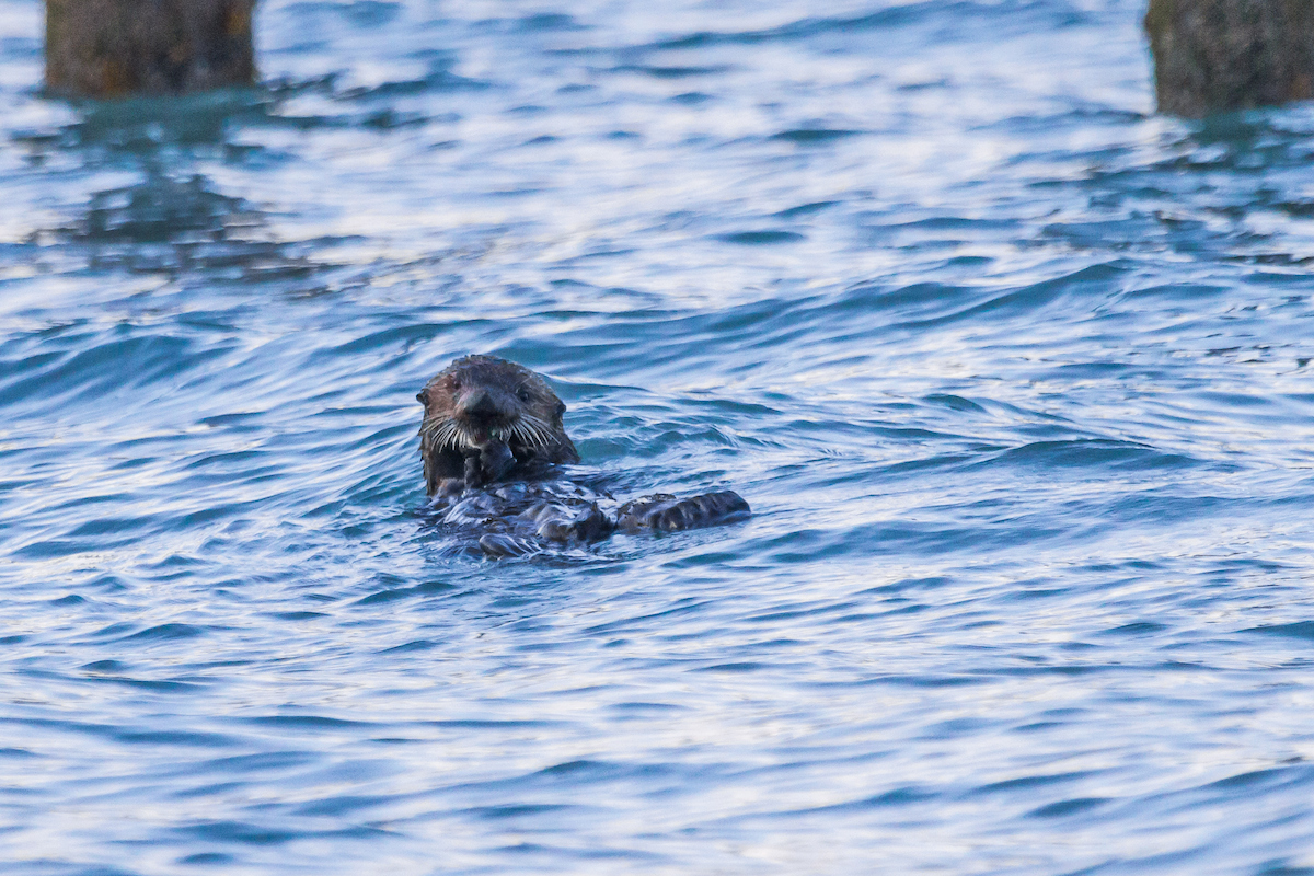 A sea otter floats in the water eating shellfish with pier pilings in the background