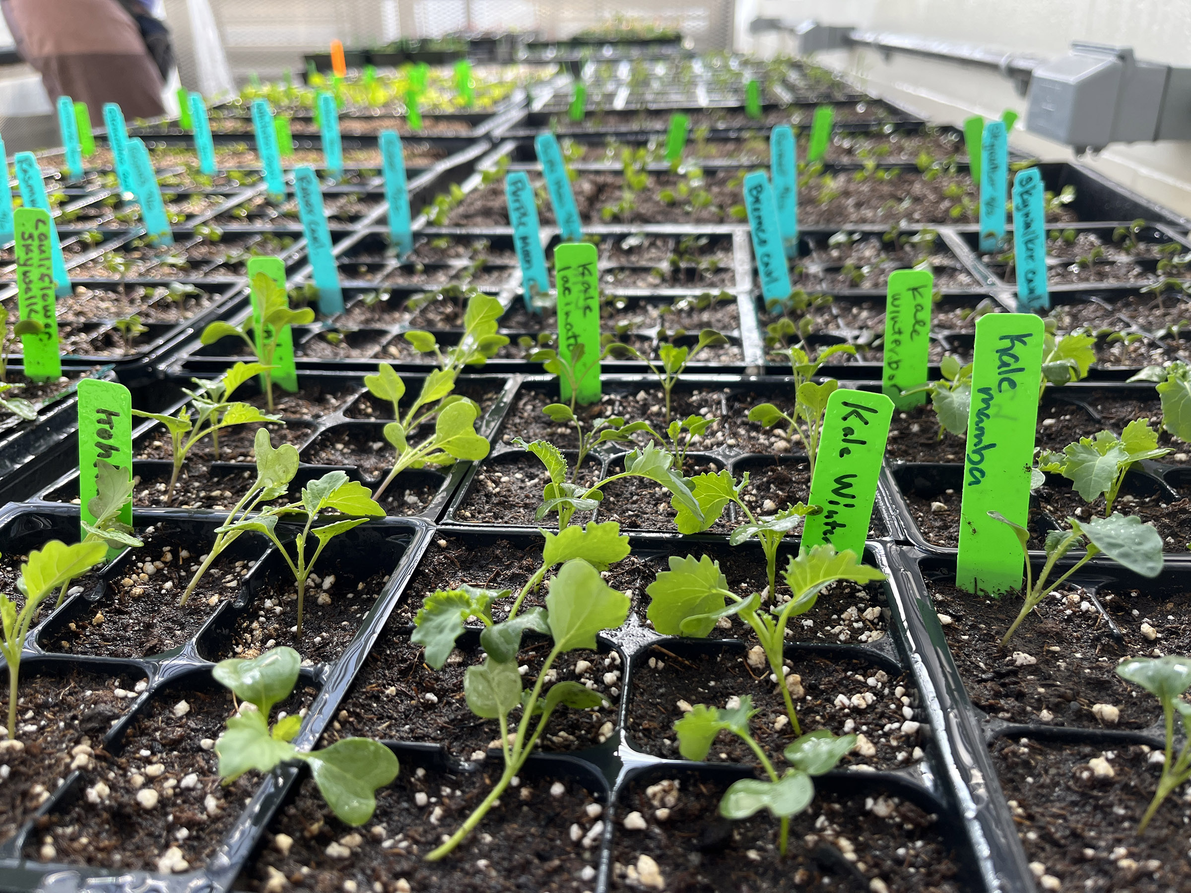 Rows of newly sprouted vegetable seeds such as kale and kohlrabi in an indoor tray.