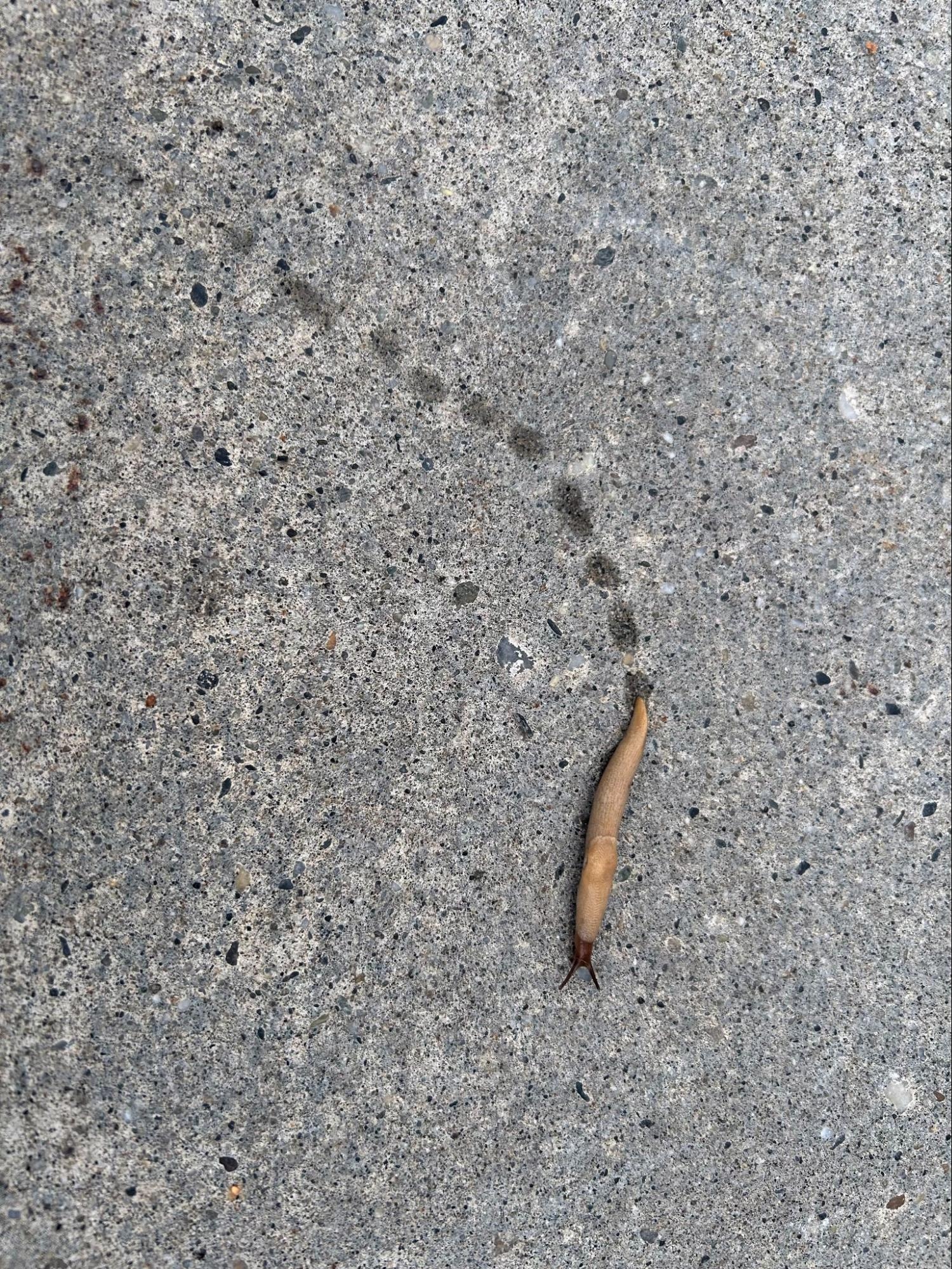 A slug leaves a trail of slime across a sidewalk