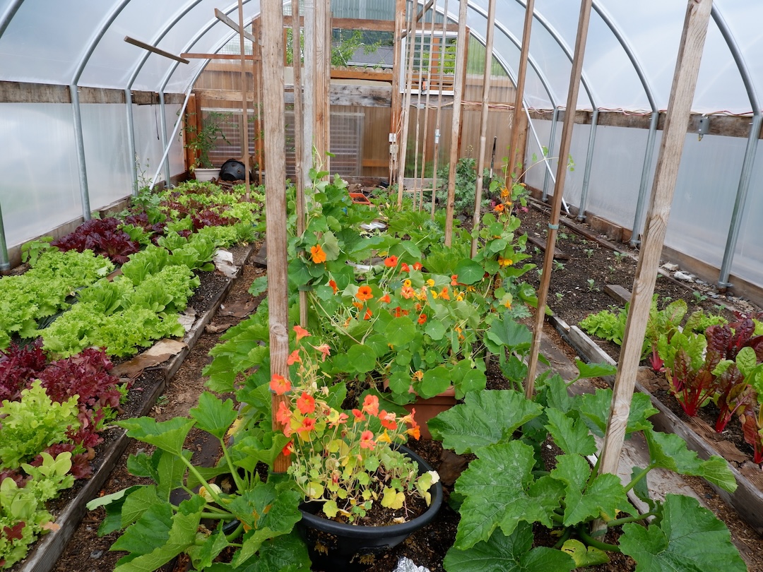 A blooming, healthy garden in a high tunnel