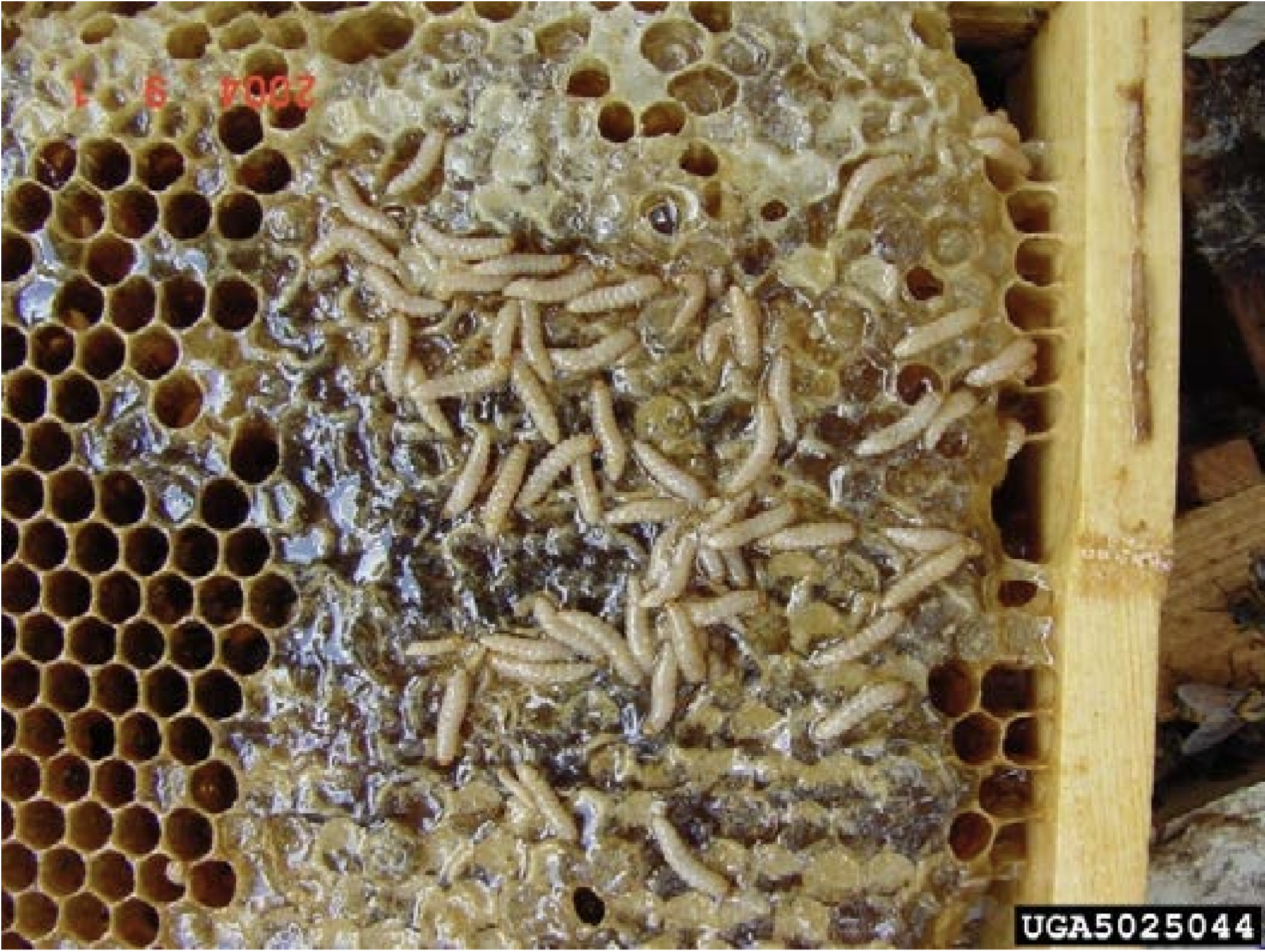 Beetle larvae turn honey slimy on a honeycomb inside a hive
