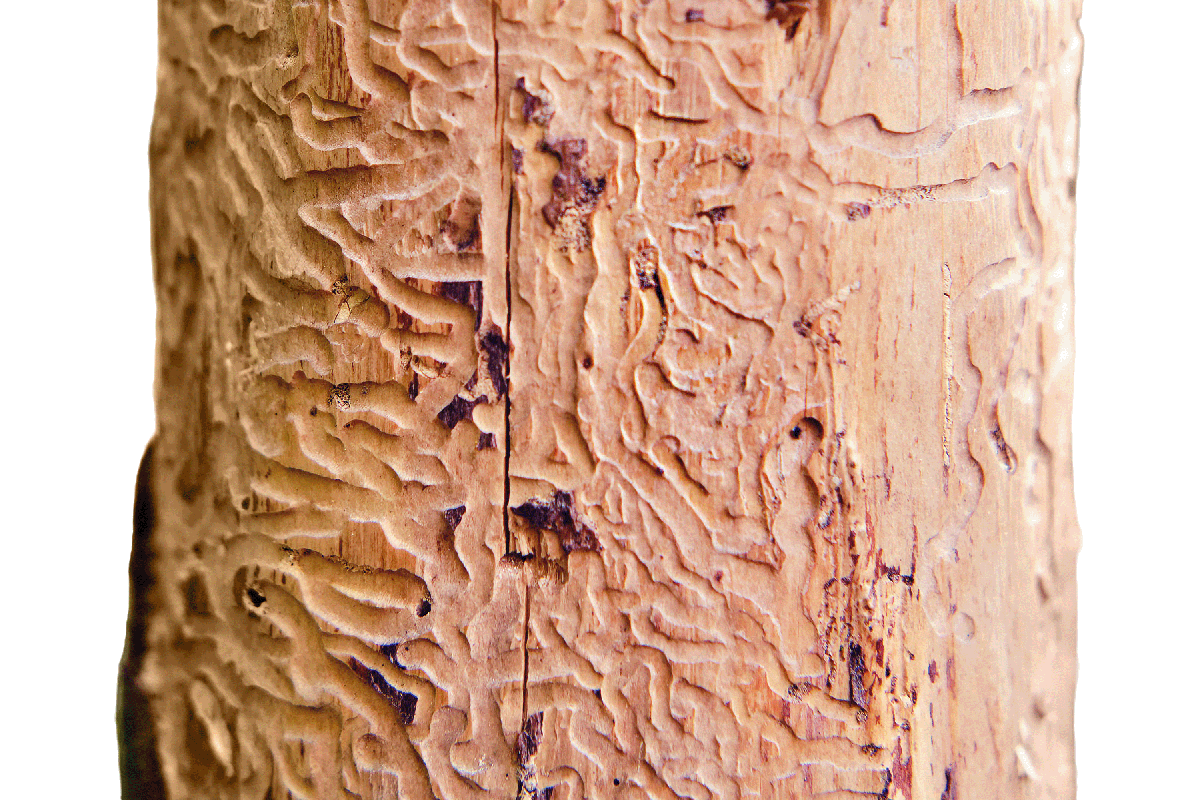 Inner bark of a spruce tree shows geometric tracks left by an infestation of spruce bark beetles