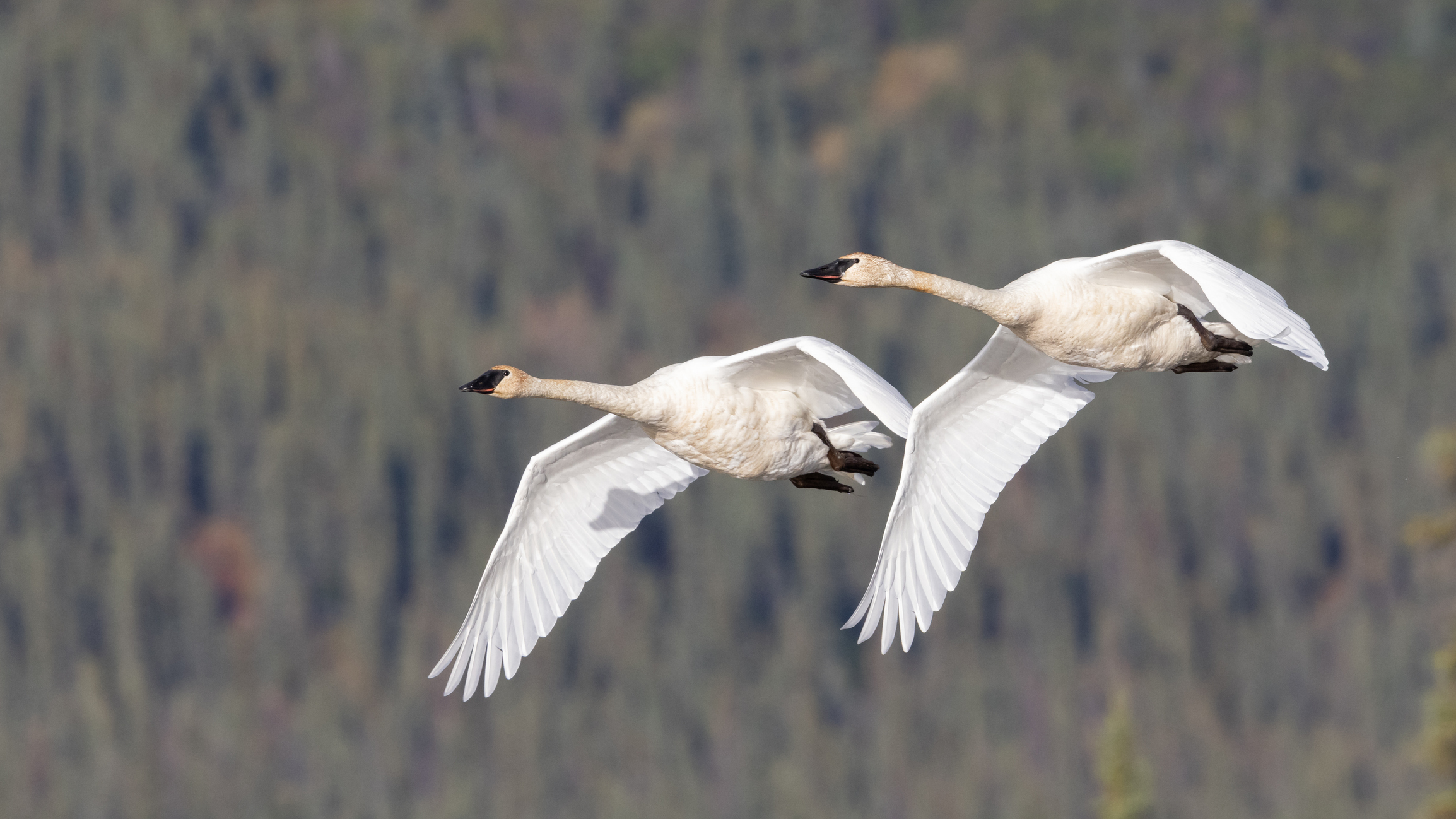 Two trumpeter swans fly across a wooded hillside