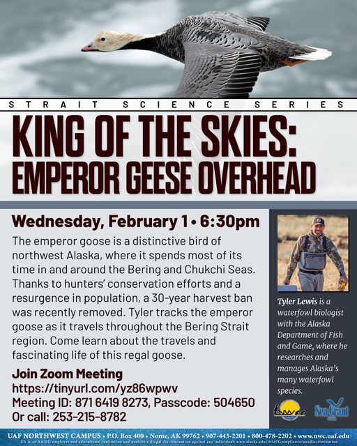 King of the Skies: Emperor Geese Overhead Flyer
