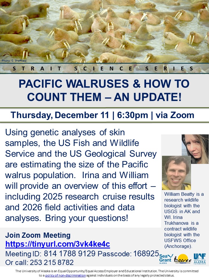 Pacific Walruses & How to Count Them – An Update! Flyer