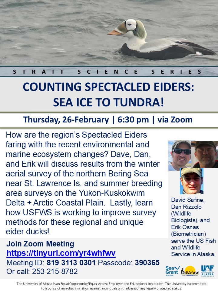 Counting Spectacled Eiders: Sea Ice to Tundra! Flyer