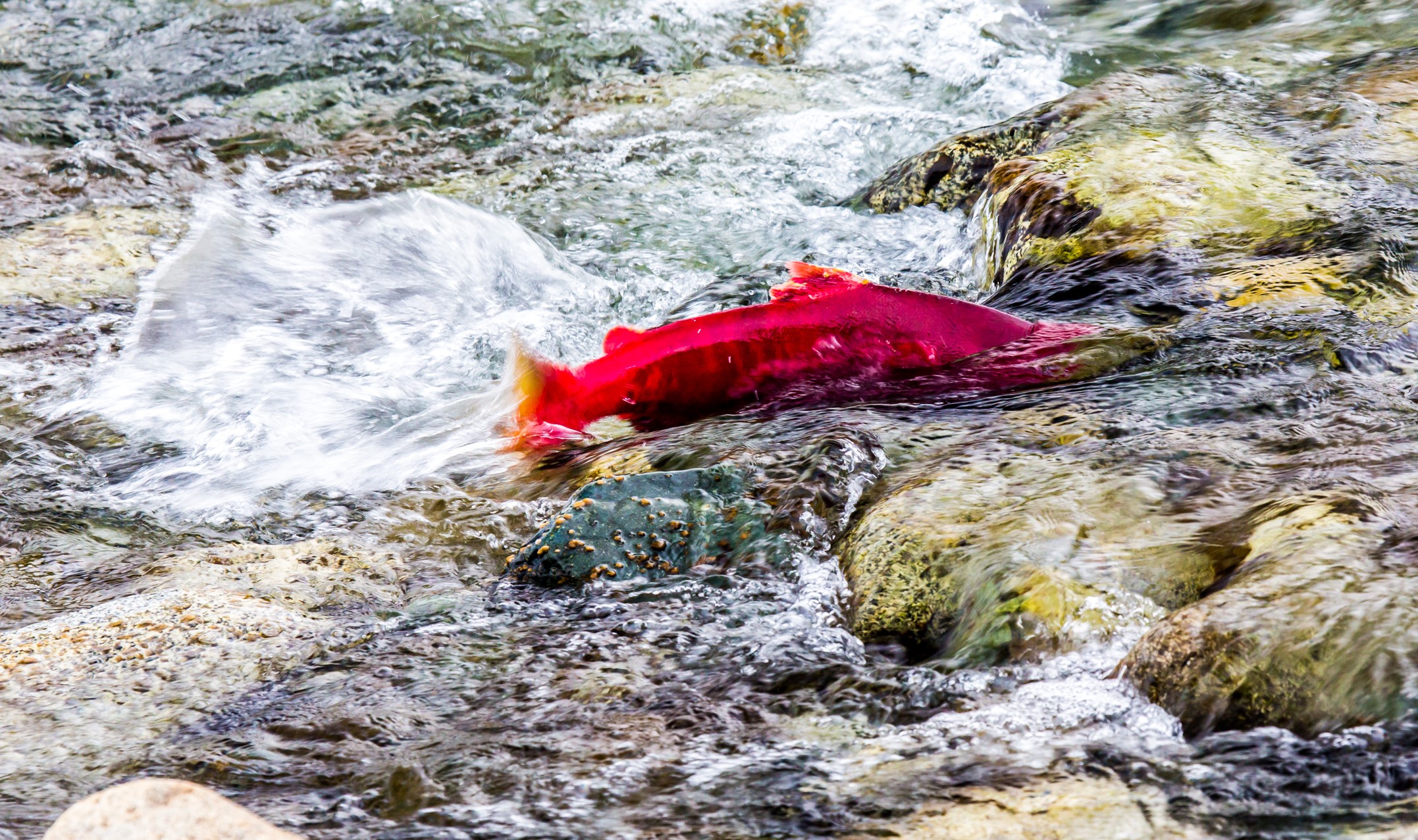 Salmon run upstream