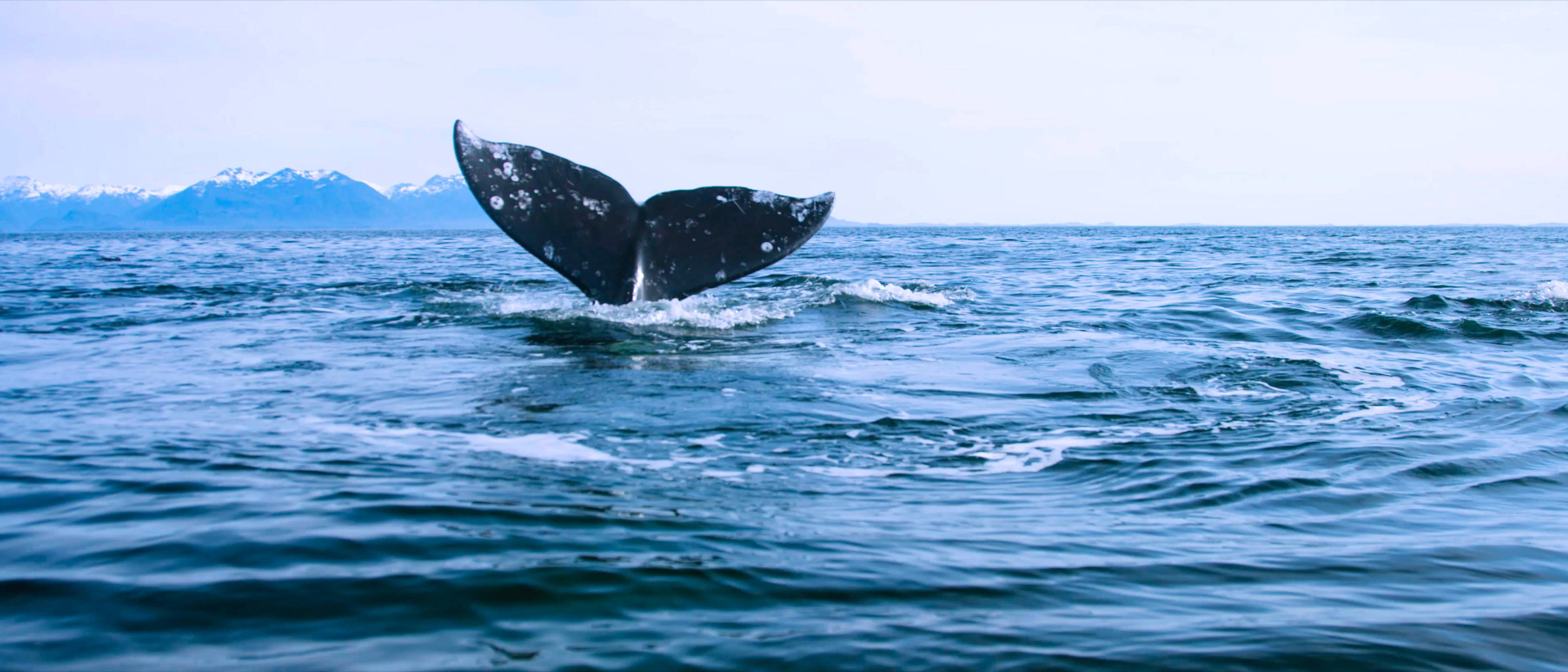 whale tail