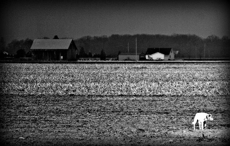 Black and white photo of a dog in field in front of a house by Louis Staeble