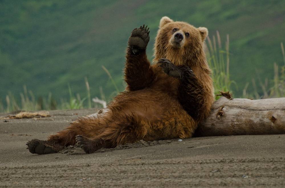 Brown bear waving