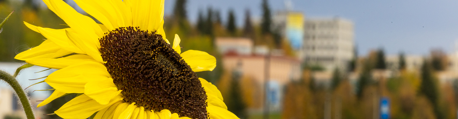 Sunflower on campus