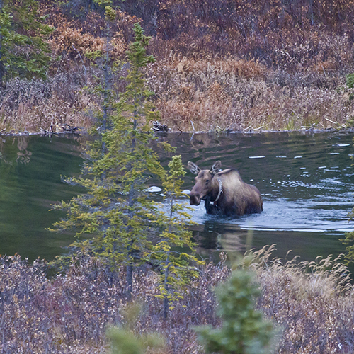 A collared moose emerges from a pond near the Savage River in Denali National Park. UAF Photo by Todd Paris