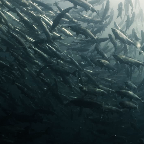 Large school of pacific salmon still displaying its ocean silver color swimming on a deep water canyon in Vancouver Island, Canada. by Black Box/Canva