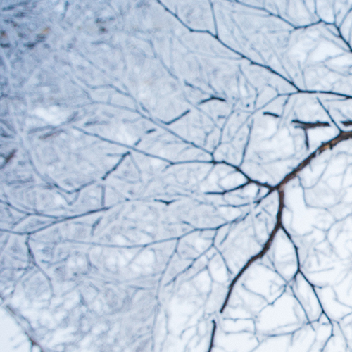 Frost blankets the trees around campus. UAF Photo by JR Ancheta