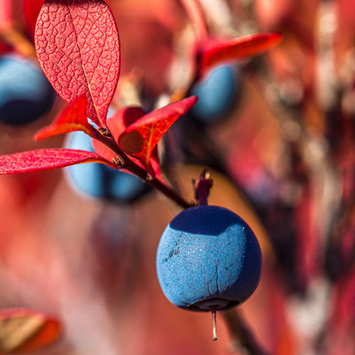 Wild blueberries grow at Denali National Park in the autumn. UAF Photo by Todd Paris