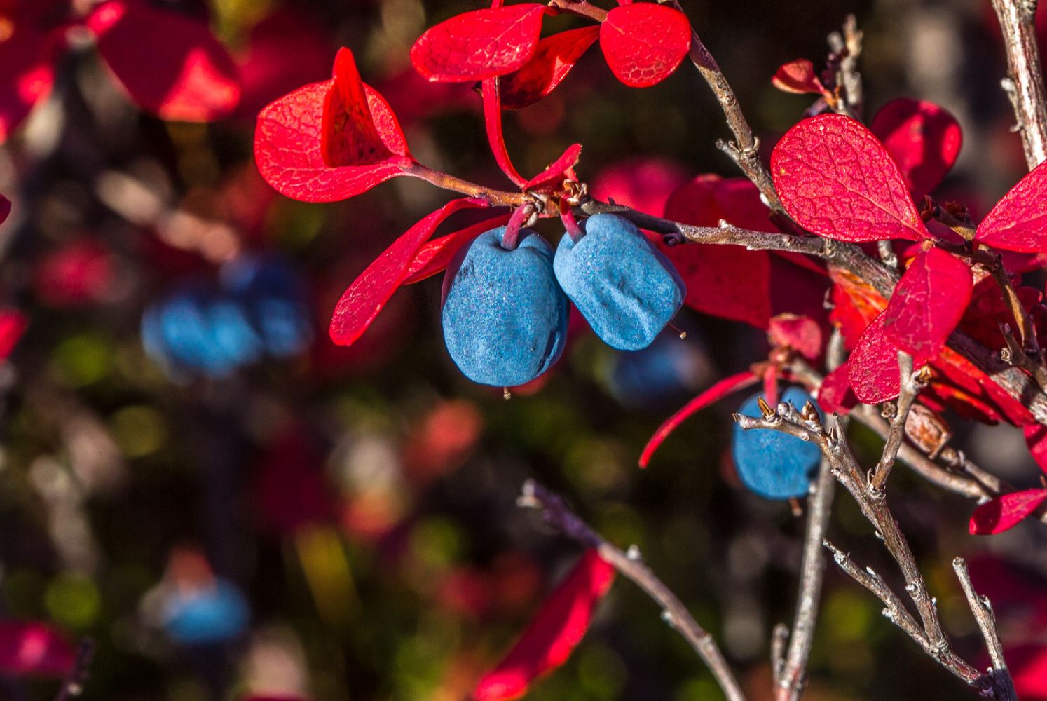 Alaskan  blueberries in the fall colored foliage | UAF Photo