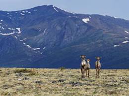 Mt Prindle Caribou