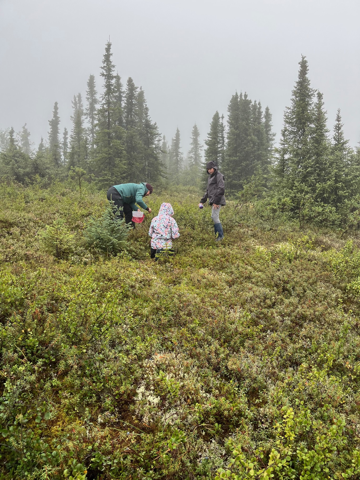 Berry picking
