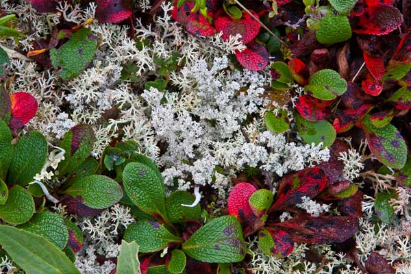 berries and lichen