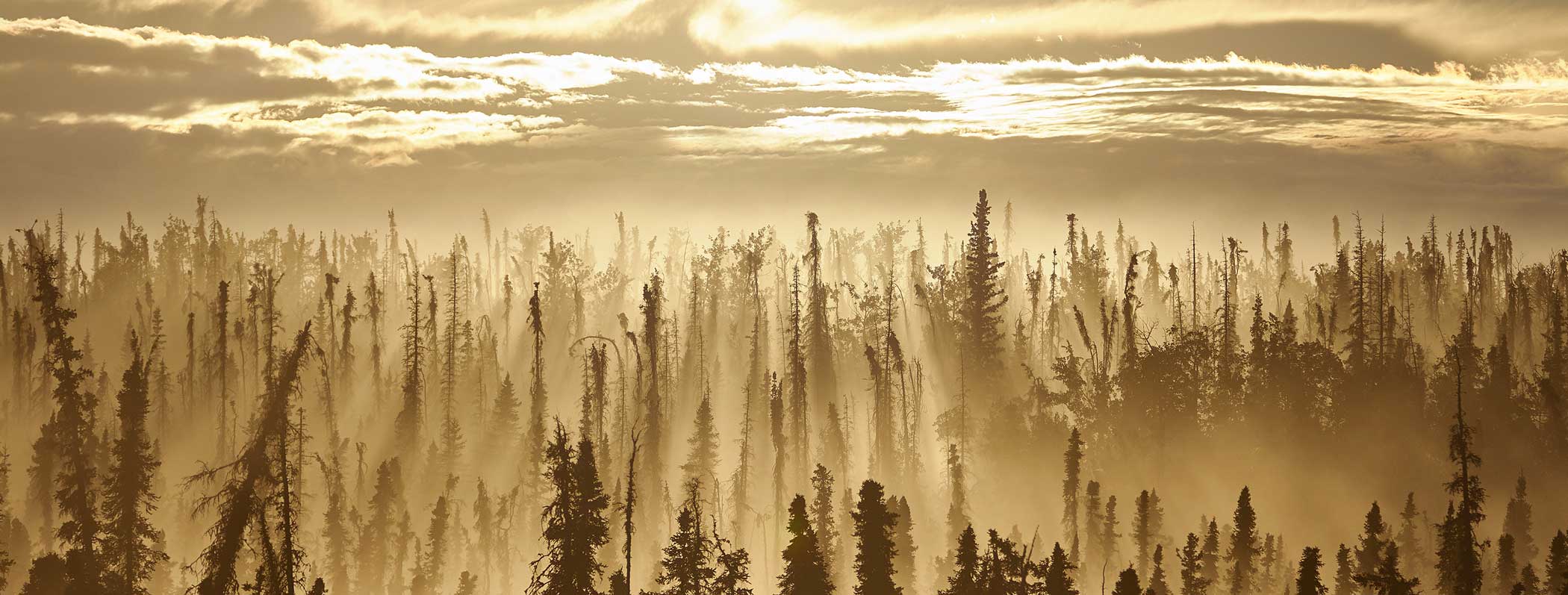 smoke in a boreal forest of burned spruce trees
