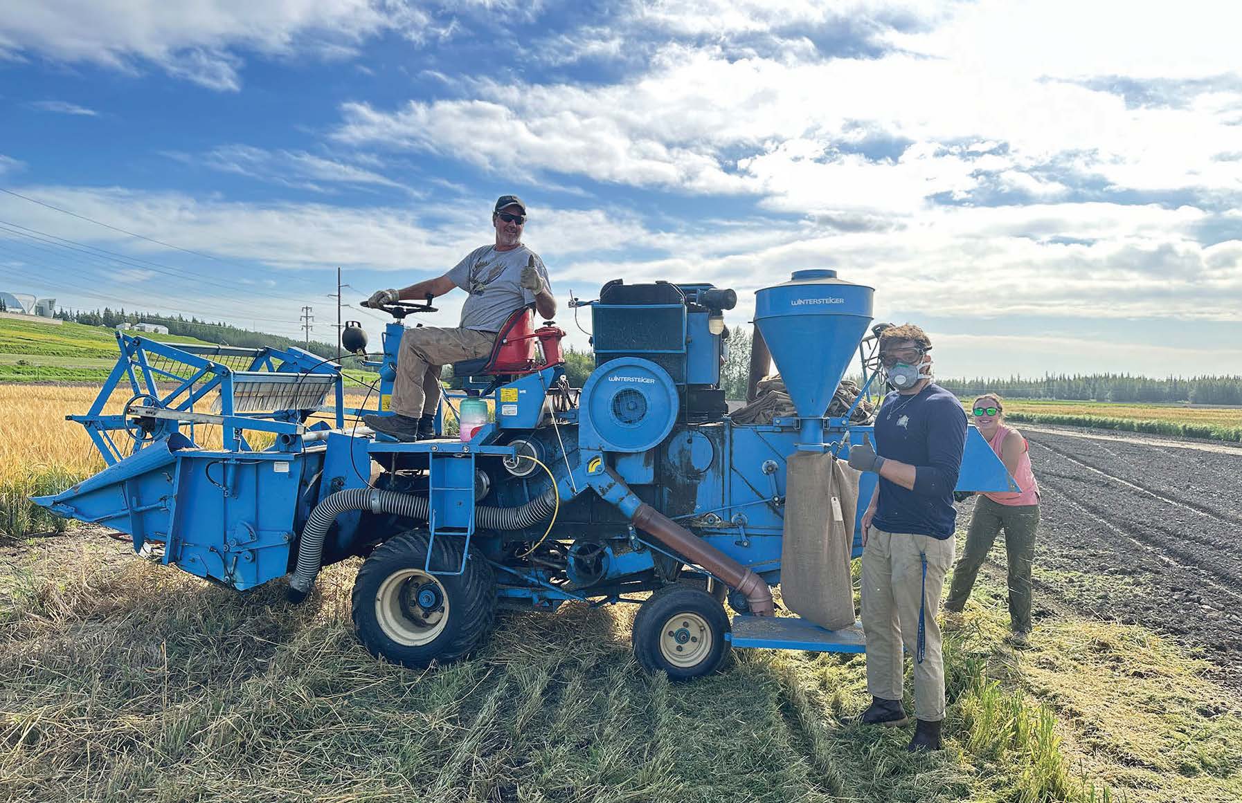 Harvesting grain using a combine harvester at the Fairbanks Experiment Farm’s small grain trial plots.