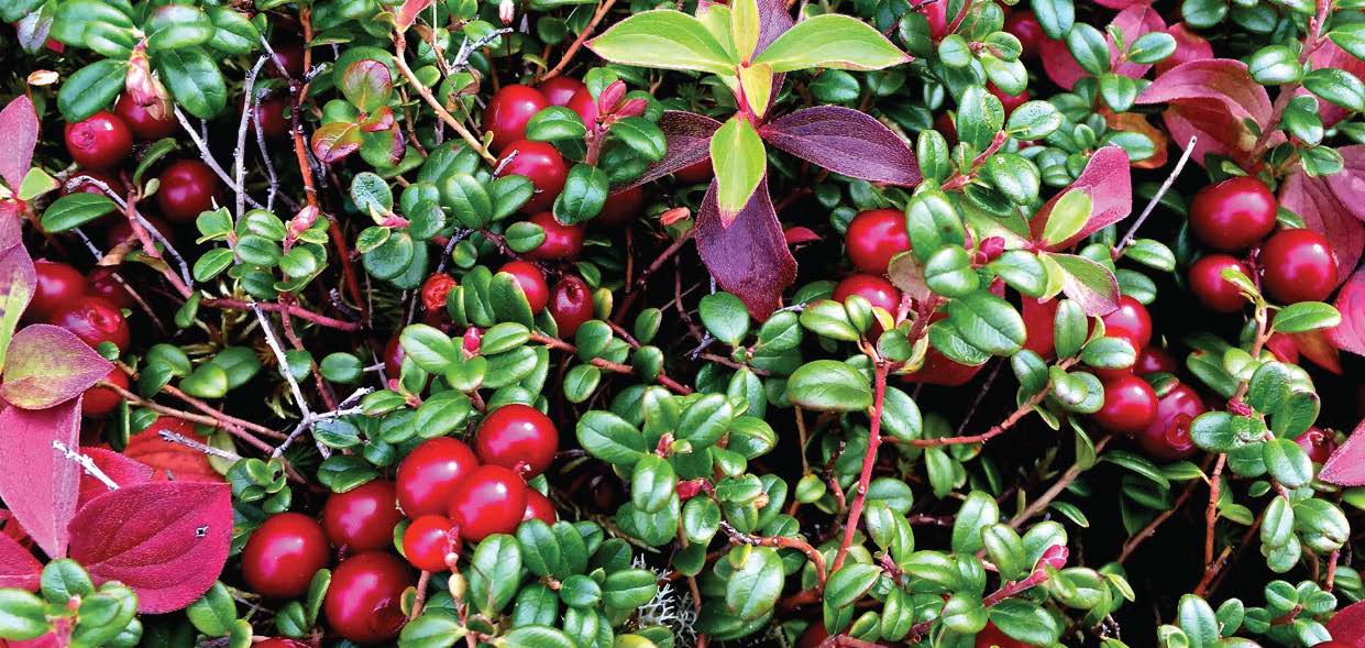 Lowbush cranberries