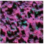 Dead spruce in 2021 satellite image