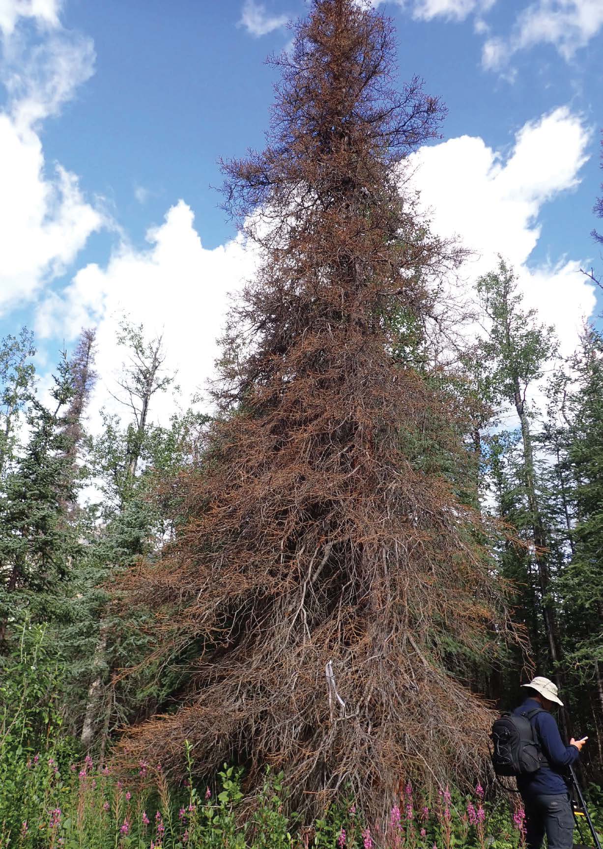 A dead spruce tree near Cantwell, Alaska