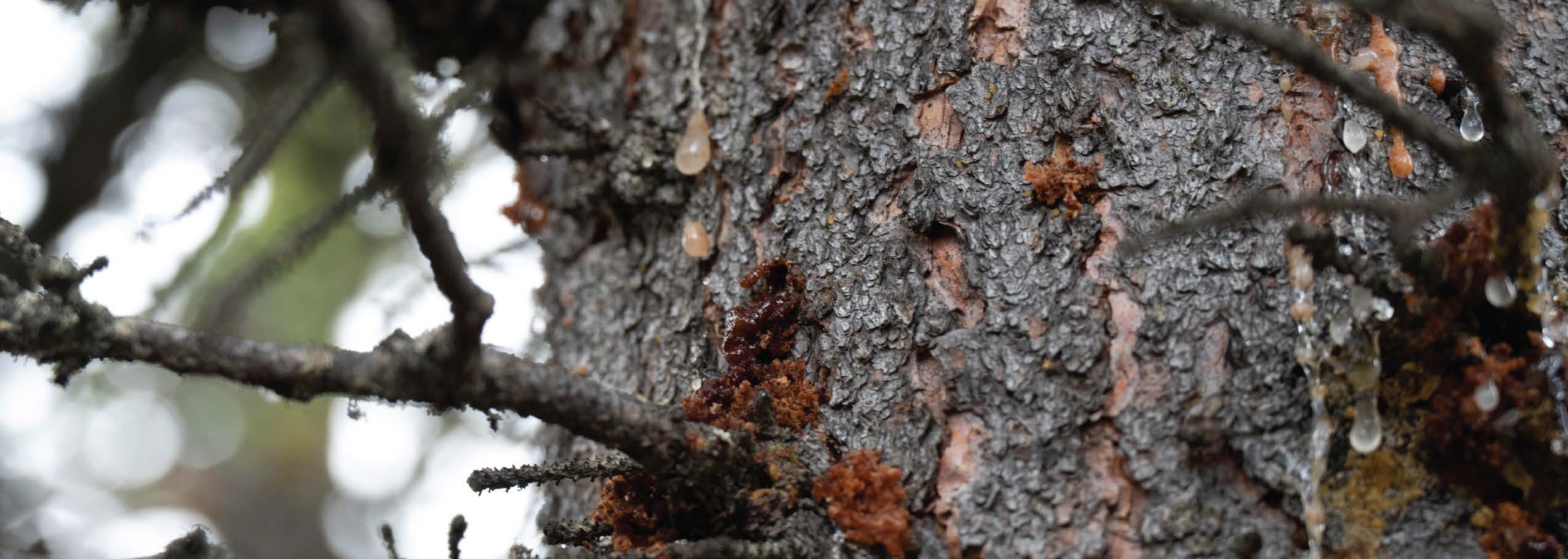 Spruce beetle infestation