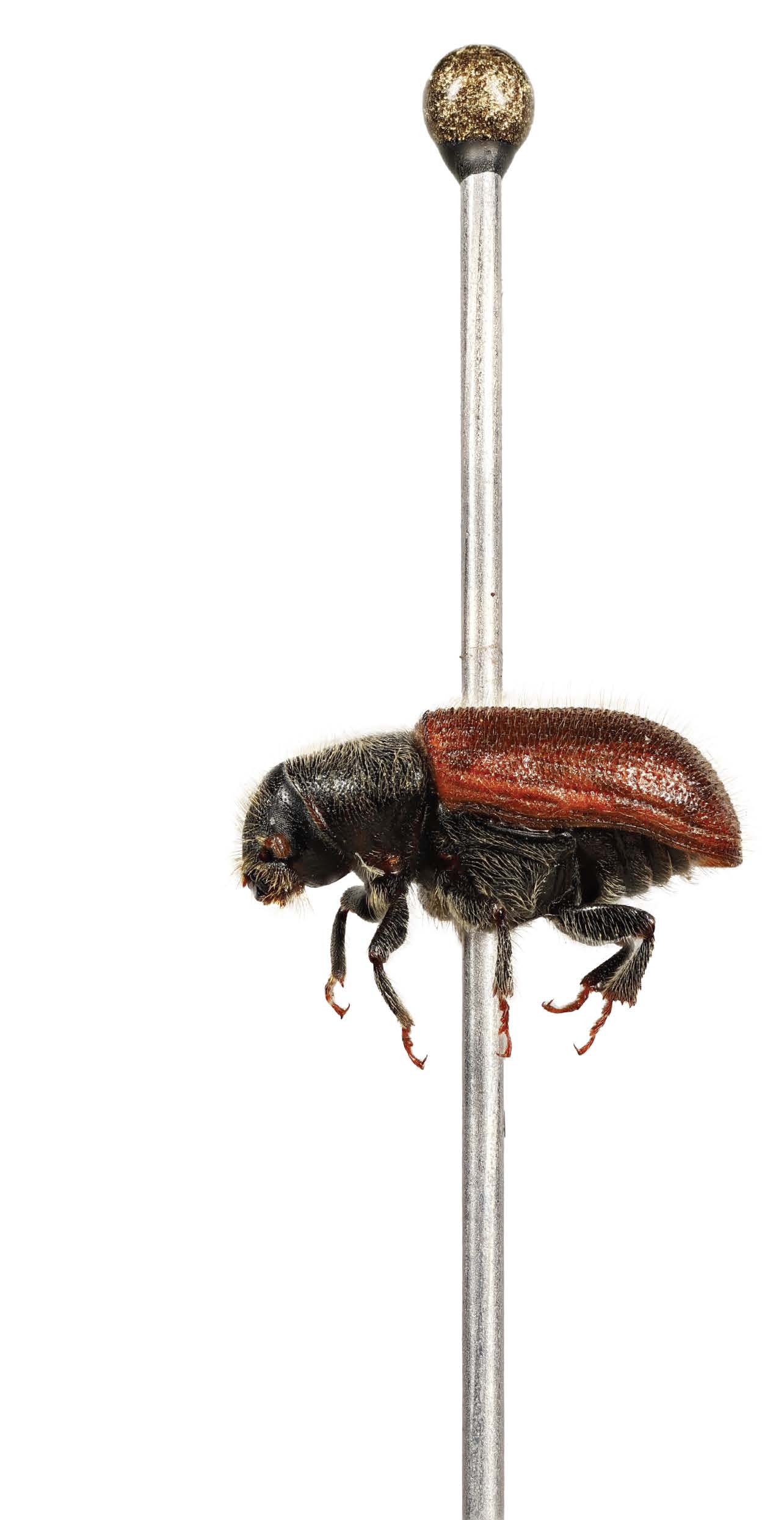 Spruce beetle speciment, side-view