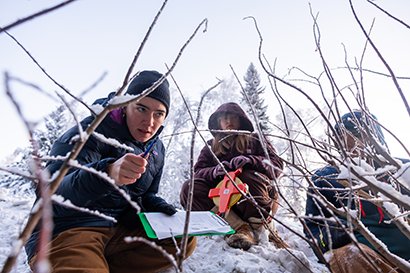 Bella Ranck, left, counts the number of willow branches that appear to have been browsed as CNSM professor Todd Brinkman's Wildlife Management (WLF 322) students take forestry measurements and moose browse surveys during an outdoor lab session Wednesday, November 12, 2025.
