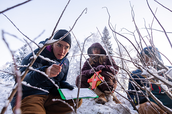 Bella Ranck, left, counts the number of willow branches that appear to have been browsed as CNSM professor Todd Brinkman's Wildlife Management (WLF 322) students take forestry measurements and moose browse surveys during an outdoor lab session Wednesday, November 12, 2025.