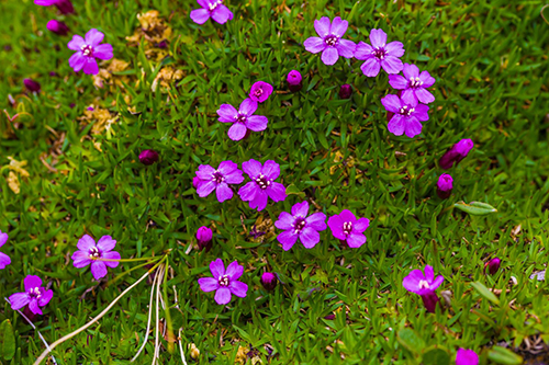 Small purple flowers on green grass