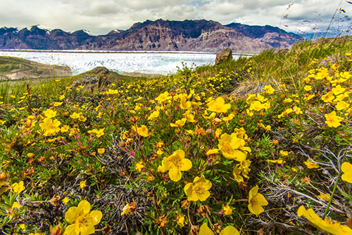 Yellow wildflowers in front of a river