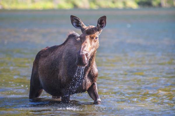 Moose wading though water