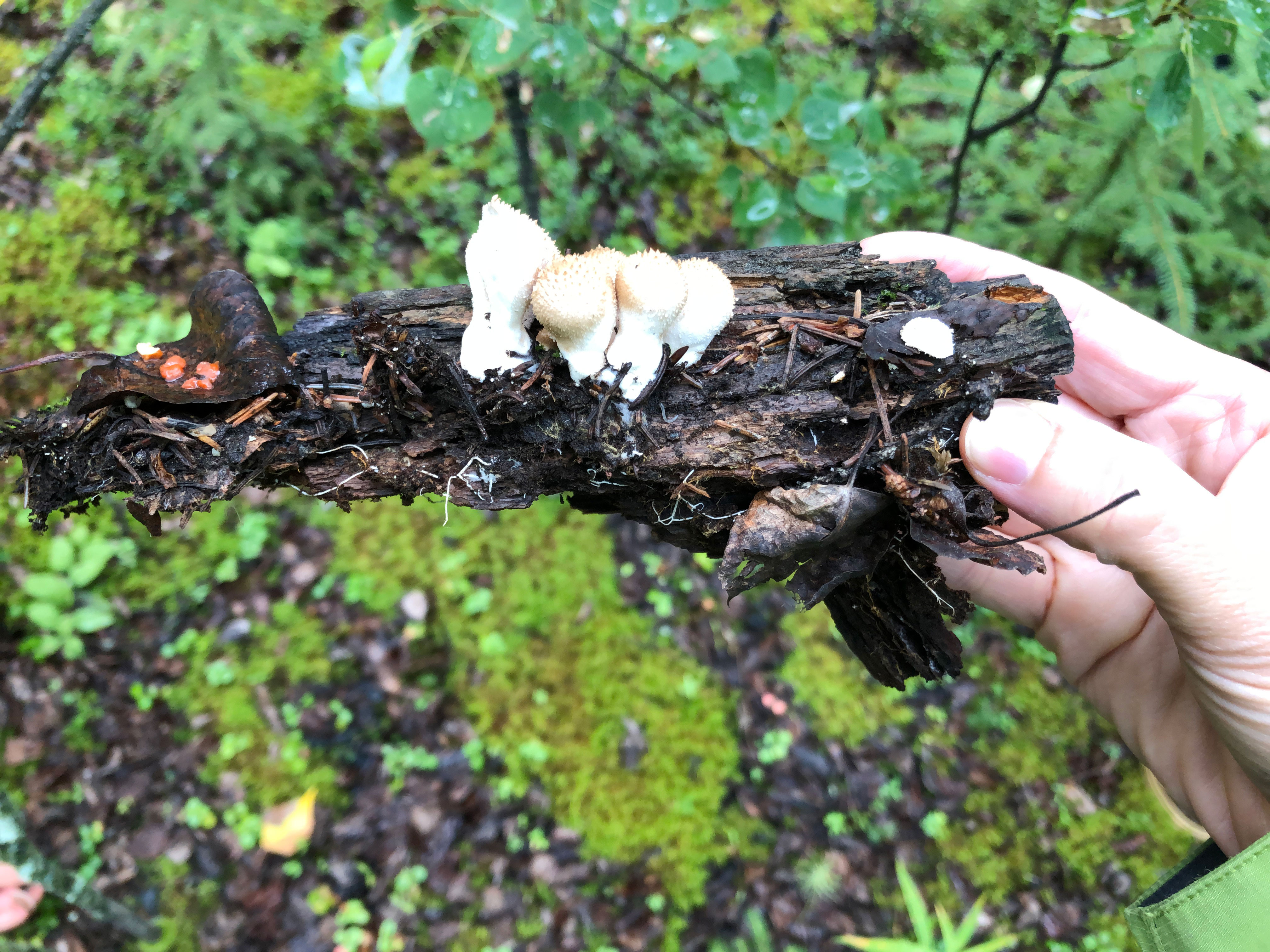 Mushroom being held up