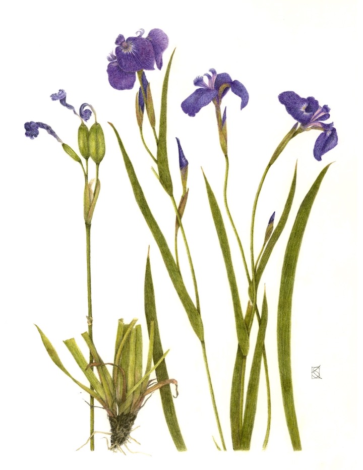 Karen Stomberg Wild Iris Drawing