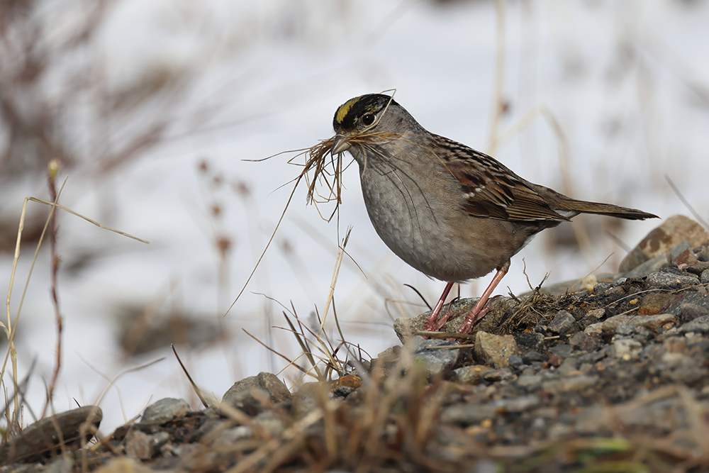 Golden Crowned Sparrow with grass