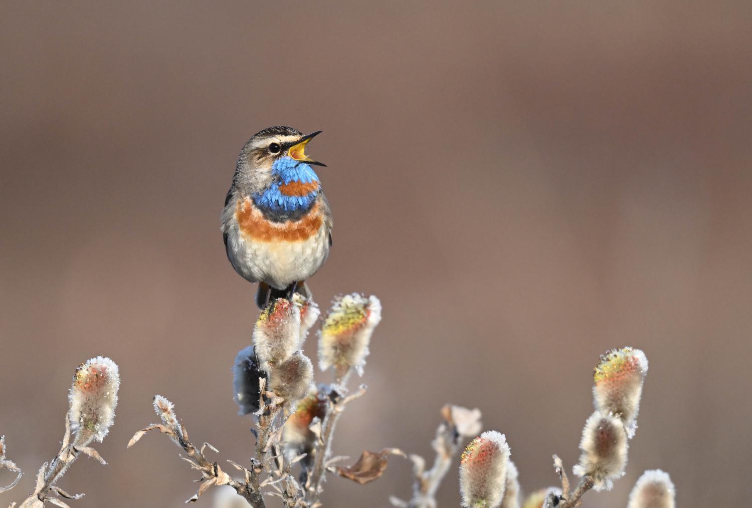 Bluethroat bird