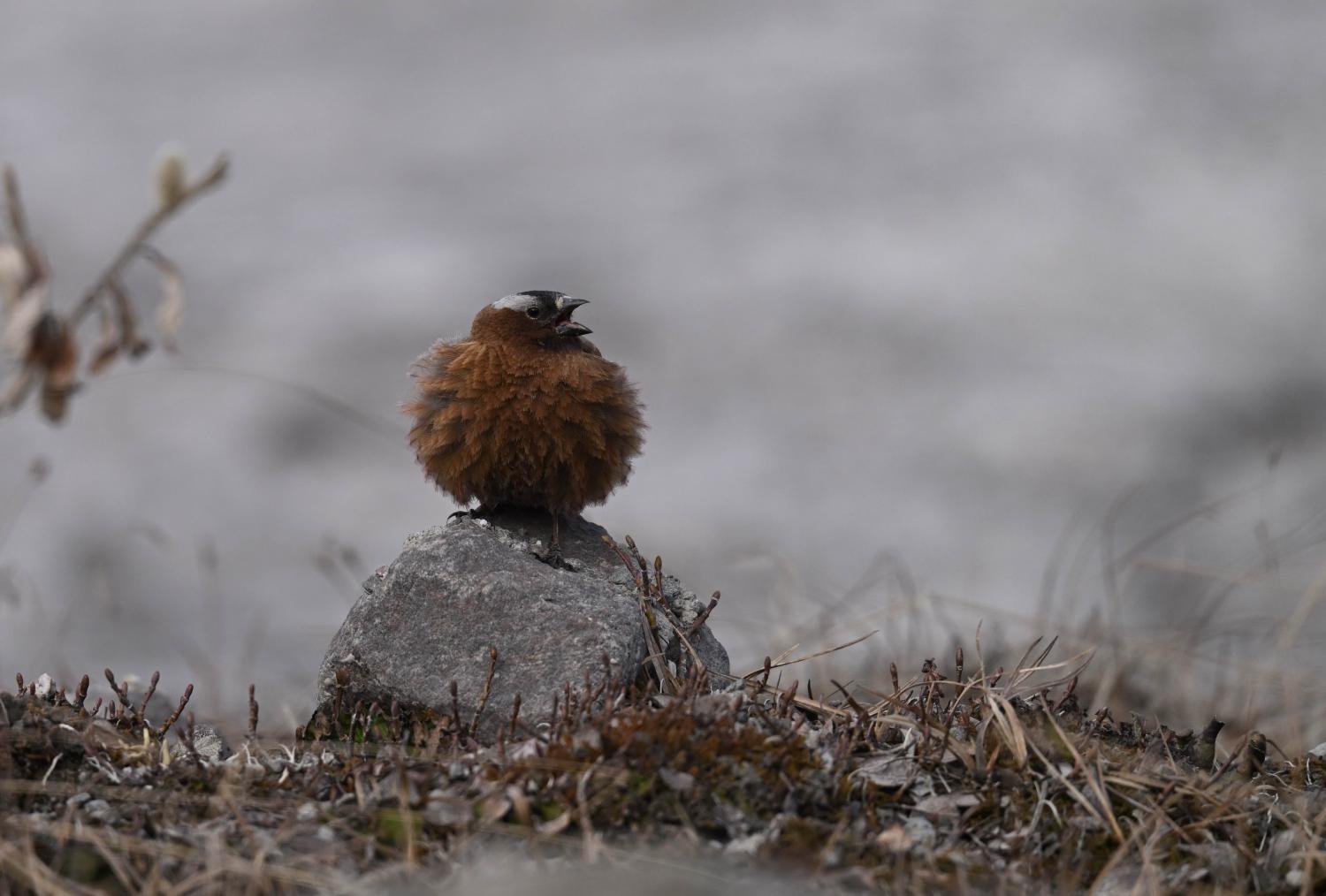 Gray-crowned rosy finch bird