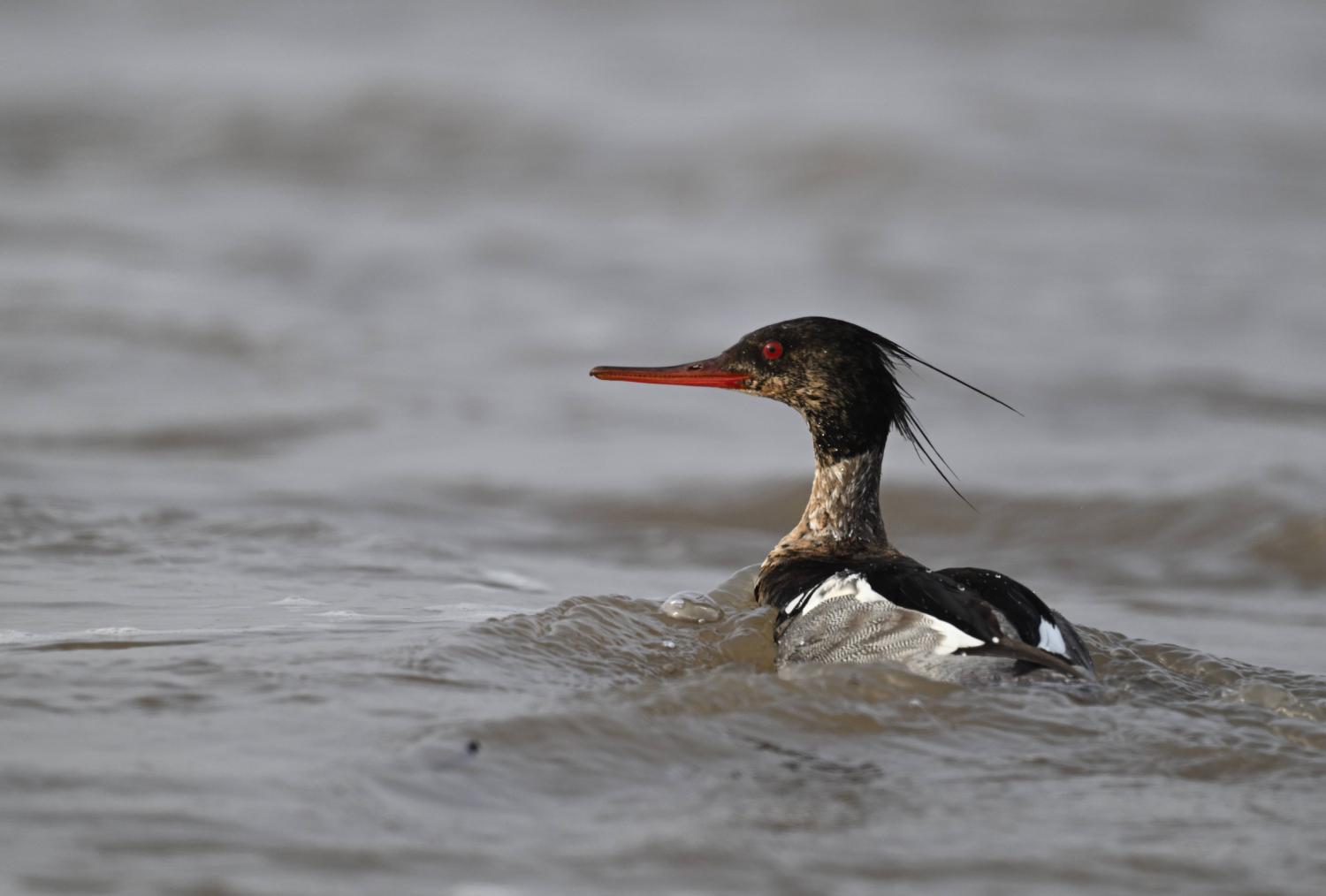 Red Breasted Mergansers duck