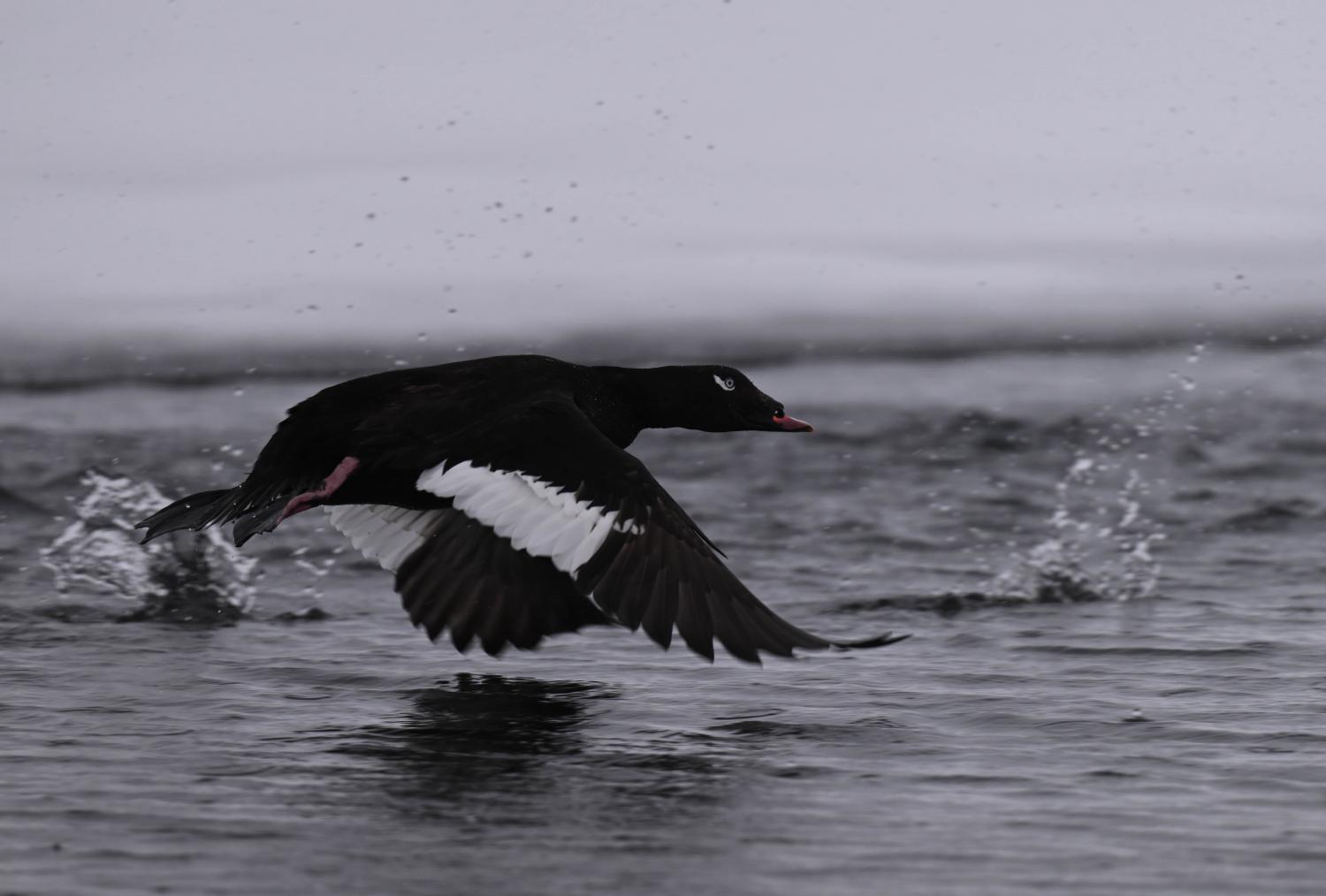 White-winged Scoter Bird