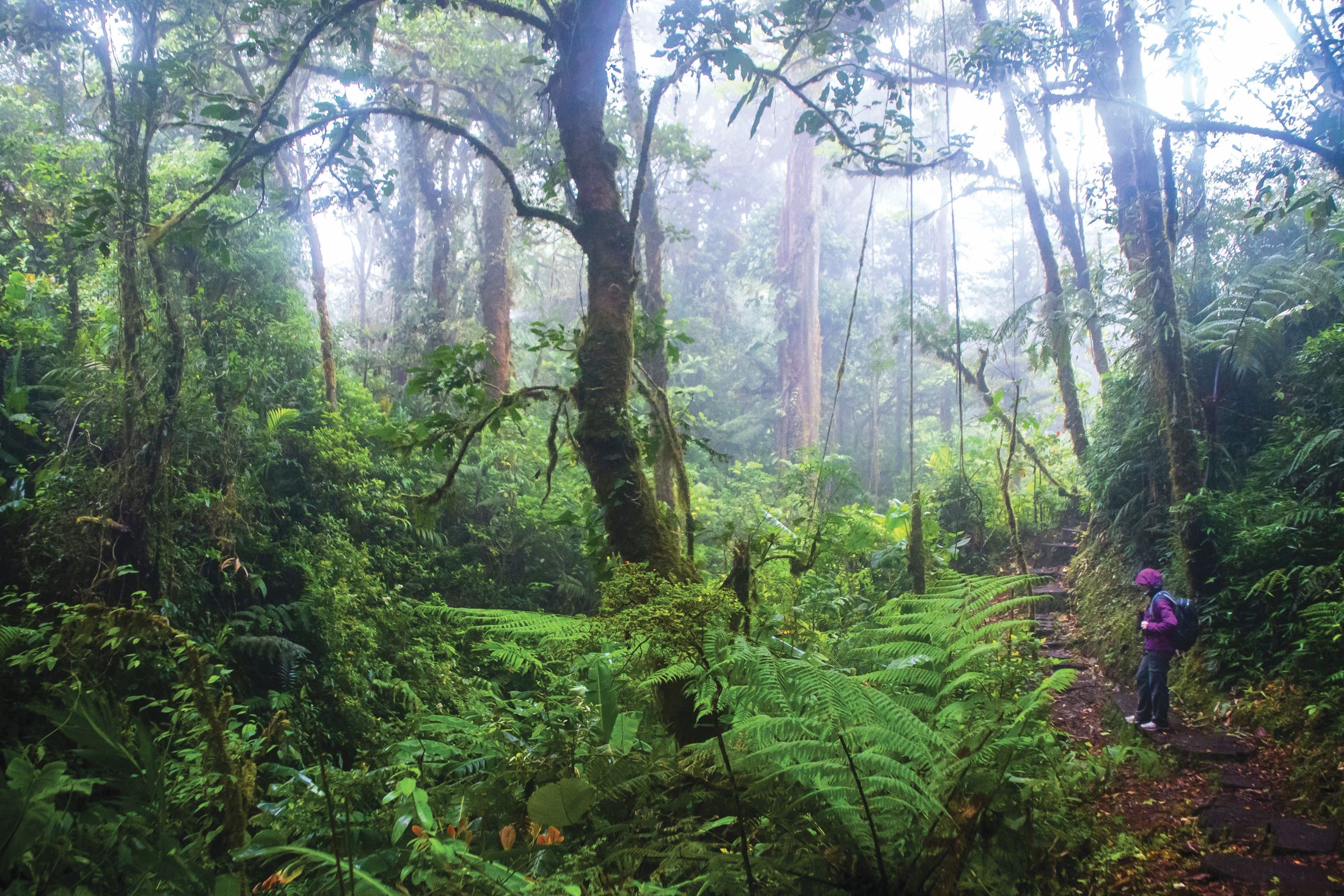 Monteverde Cloud Forest Reserve