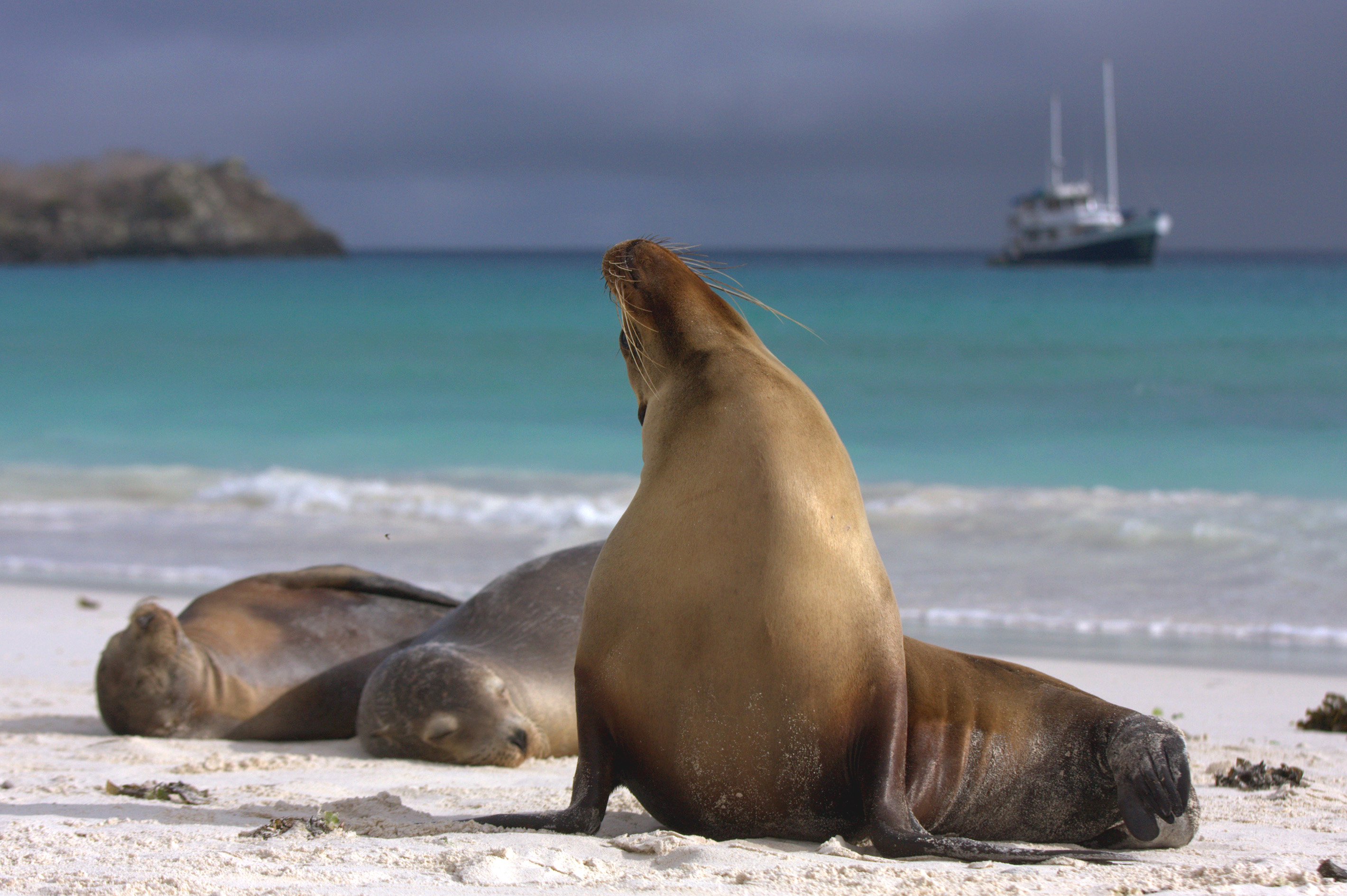 Seals on the Galapagos beach with a boat in the background